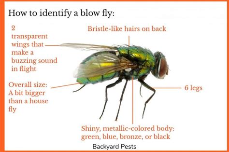 it is a large buzzing fly|Blow Flies: Identify Them .